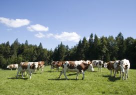 Vaches montbéliardes ©RégionBFC/David_Cesbron